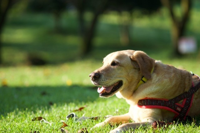 補助犬おつかれさま基金の助成先公募を開始いたしました