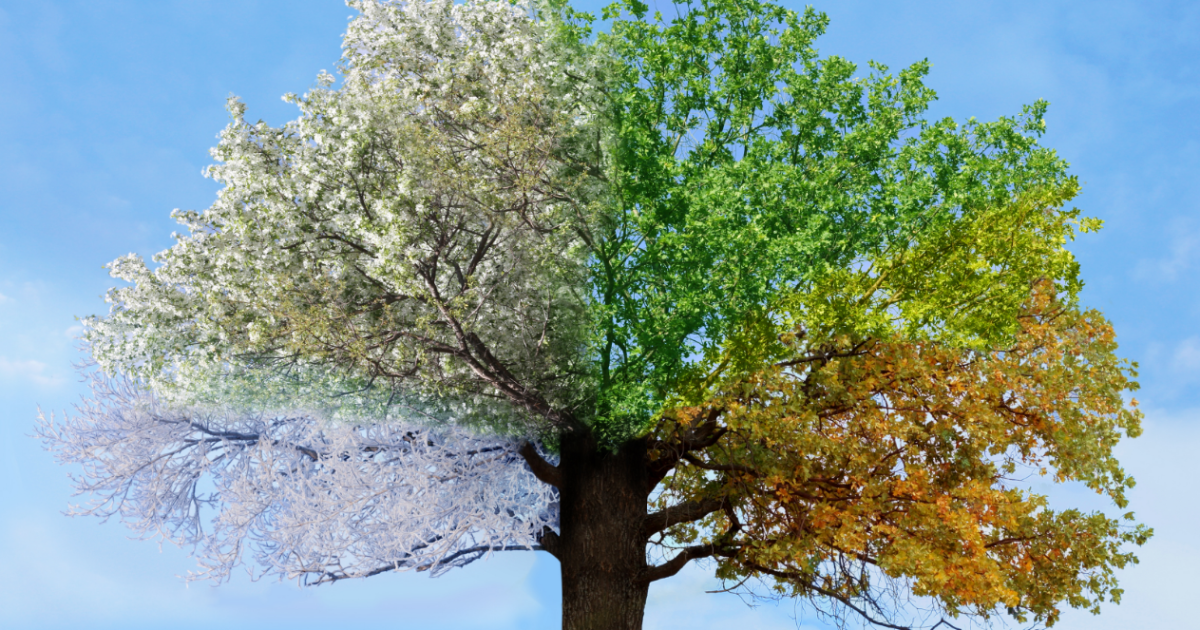 第二回サンエス基金の募集を開始しました