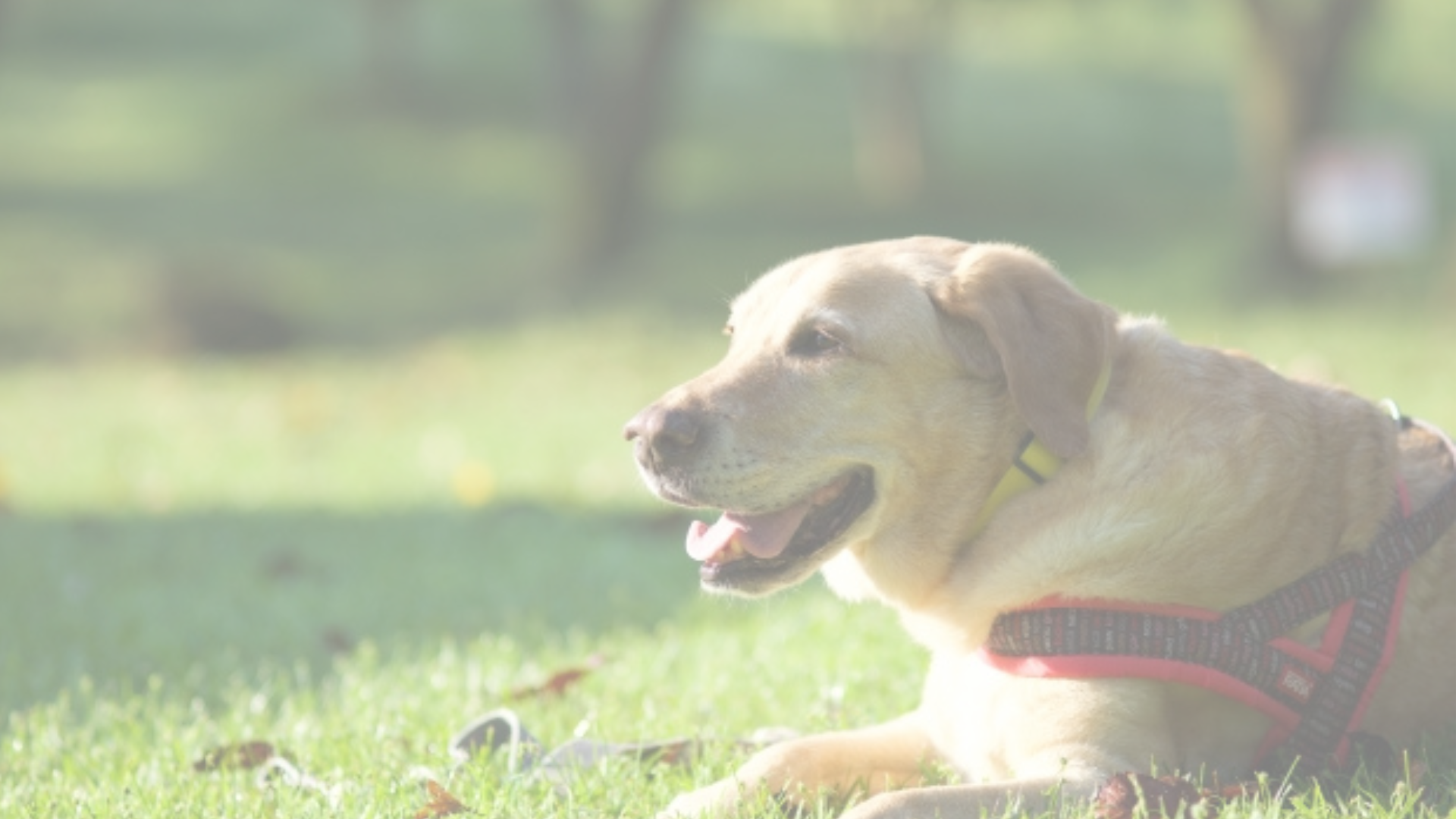 補助犬おつかれさま基金　助成先採択結果のお知らせ