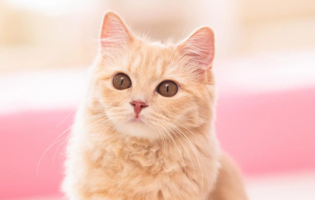 2026年 林謙二基金